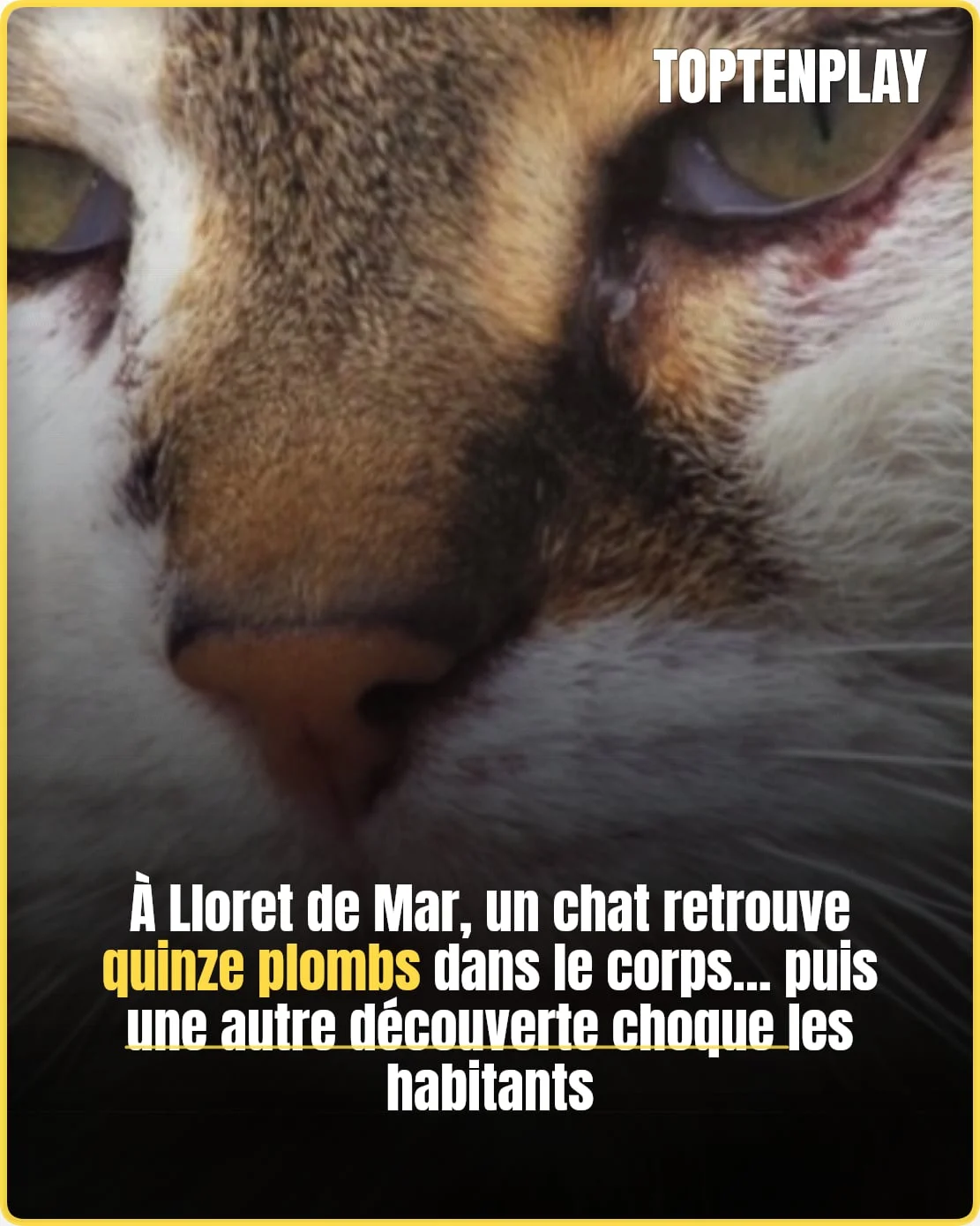 À Lloret de Mar, des chats visés par des tirs de plomb