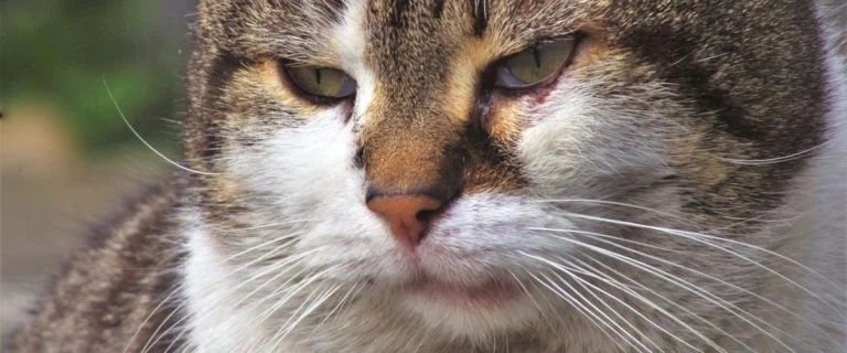 À Lloret de Mar, des chats visés par des tirs de plomb