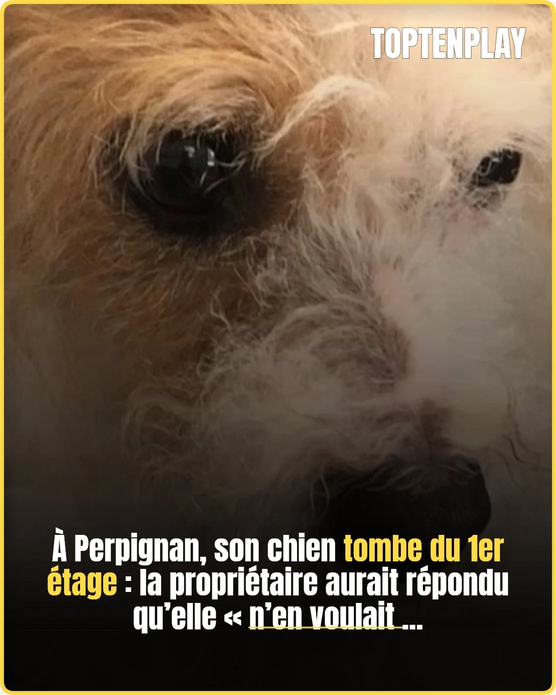 À Perpignan, Milou jeté par la fenêtre et secouru