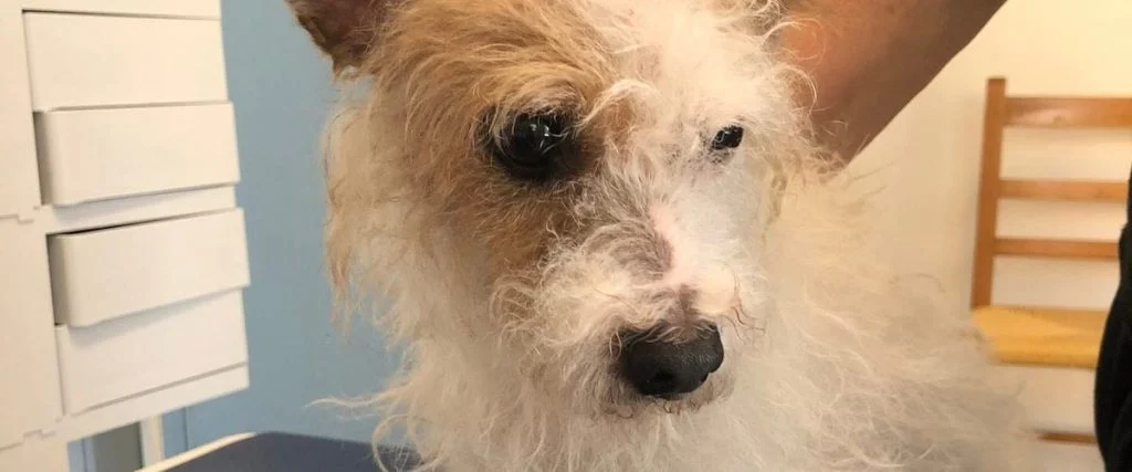 a-perpignan-milou-jete-par-la-fenetre-et-8070663261-g6c1di-og À Perpignan, Milou jeté par la fenêtre et secouru