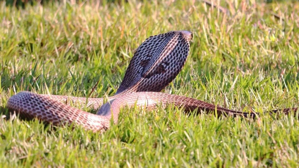 cobra-a-castelginest-ecoles-fermees-et-r-8545305732-g6c1di-og Cobra à Castelginest : écoles fermées et recherches sous haute vigilance