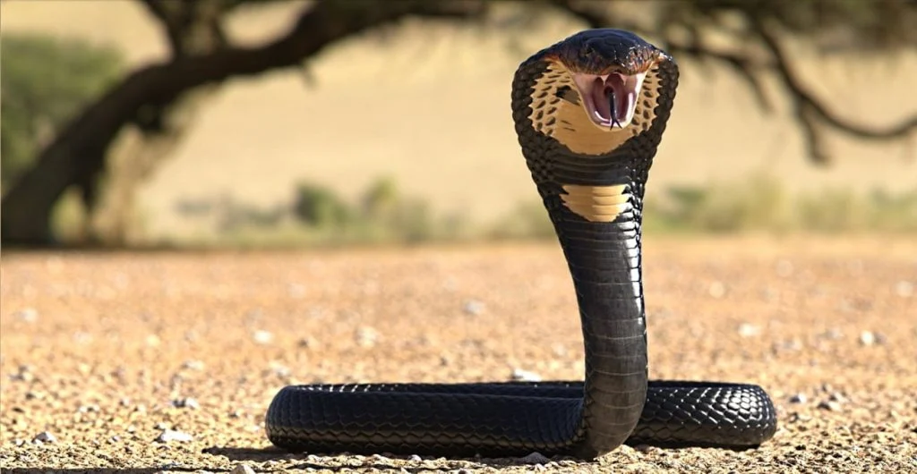 cobra-a-castelginest-l-alerte-qui-a-fige-8829858584-g6c1di-og Cobra à Castelginest : l’alerte qui a figé une commune