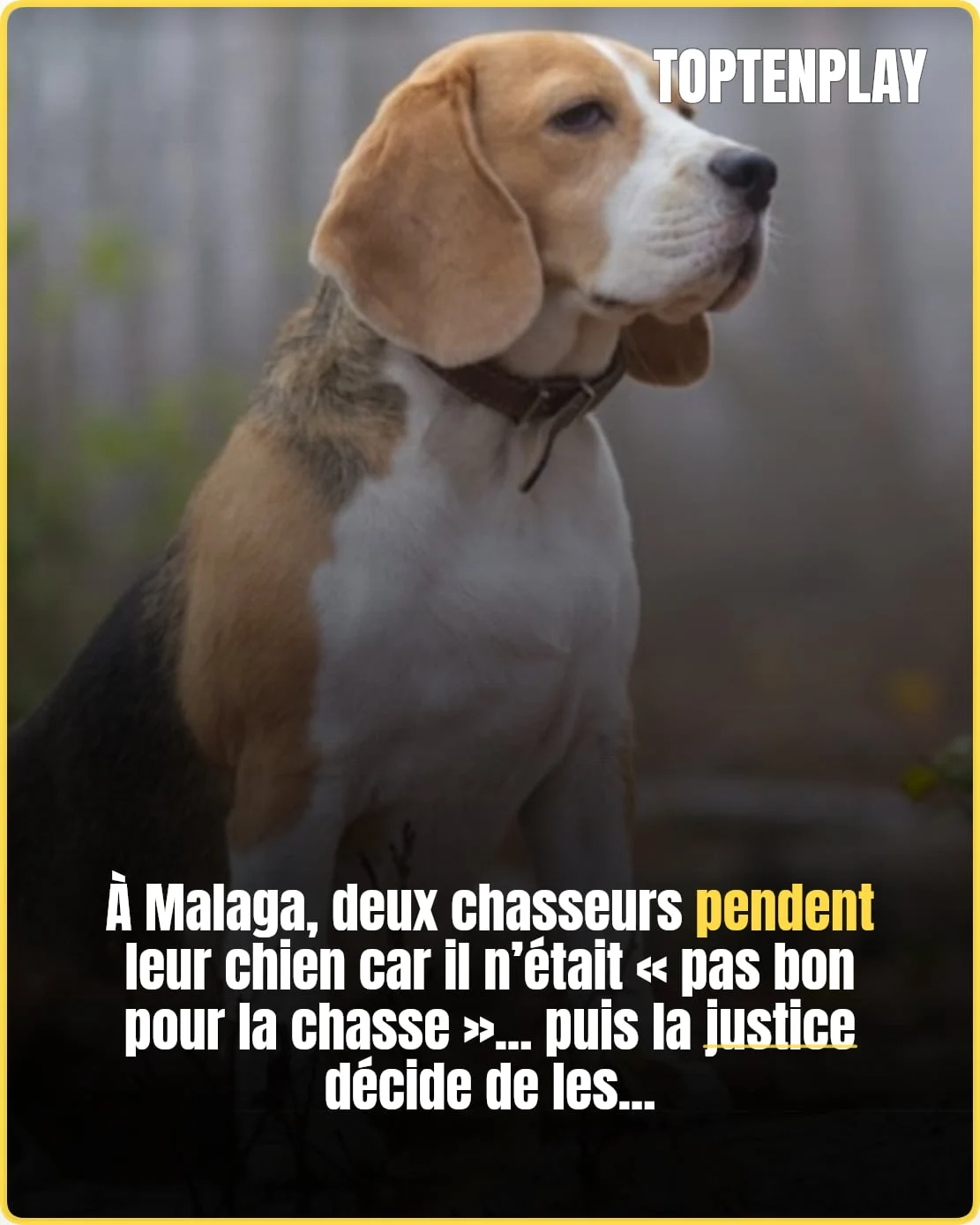En Espagne, deux chasseurs condamnés pour avoir pendu un chien