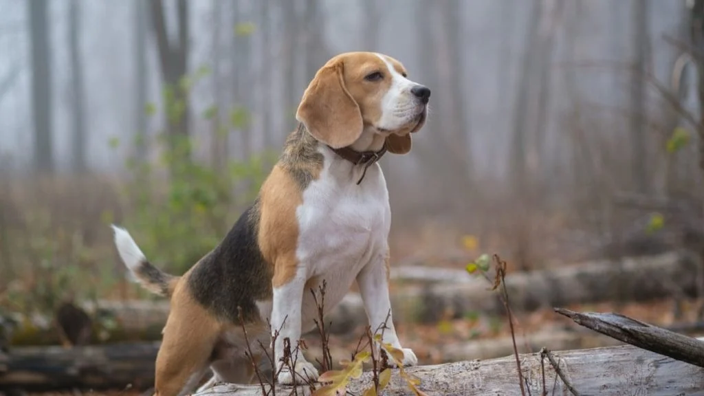 en-espagne-deux-chasseurs-condamnes-pour-2508843395-g6c1di-og En Espagne, deux chasseurs condamnés pour avoir pendu un chien