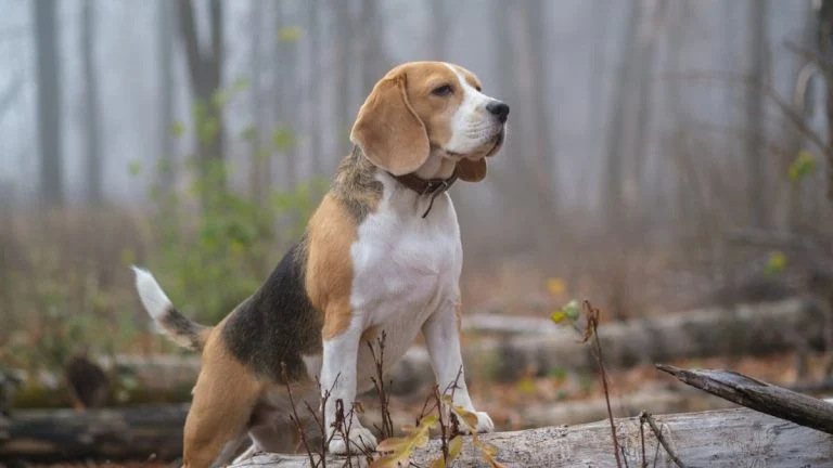 En Espagne, deux chasseurs condamnés pour avoir pendu un chien