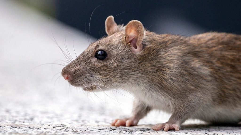 Hantavirus : trois morts sur le MV Hondius, ce qu'il faut savoir sur ce virus transmis par les rongeurs
