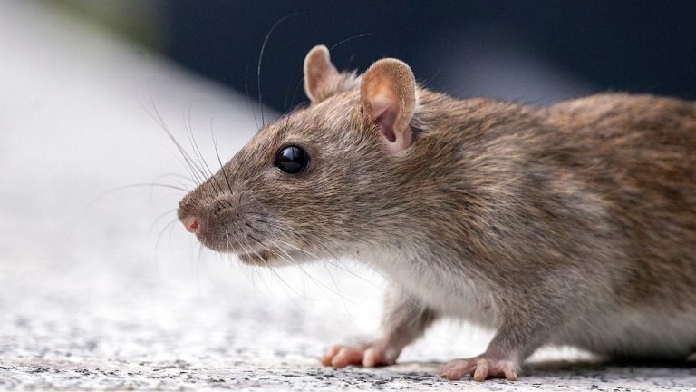 Hantavirus : trois morts sur le MV Hondius, ce qu'il faut savoir sur ce virus transmis par les rongeurs