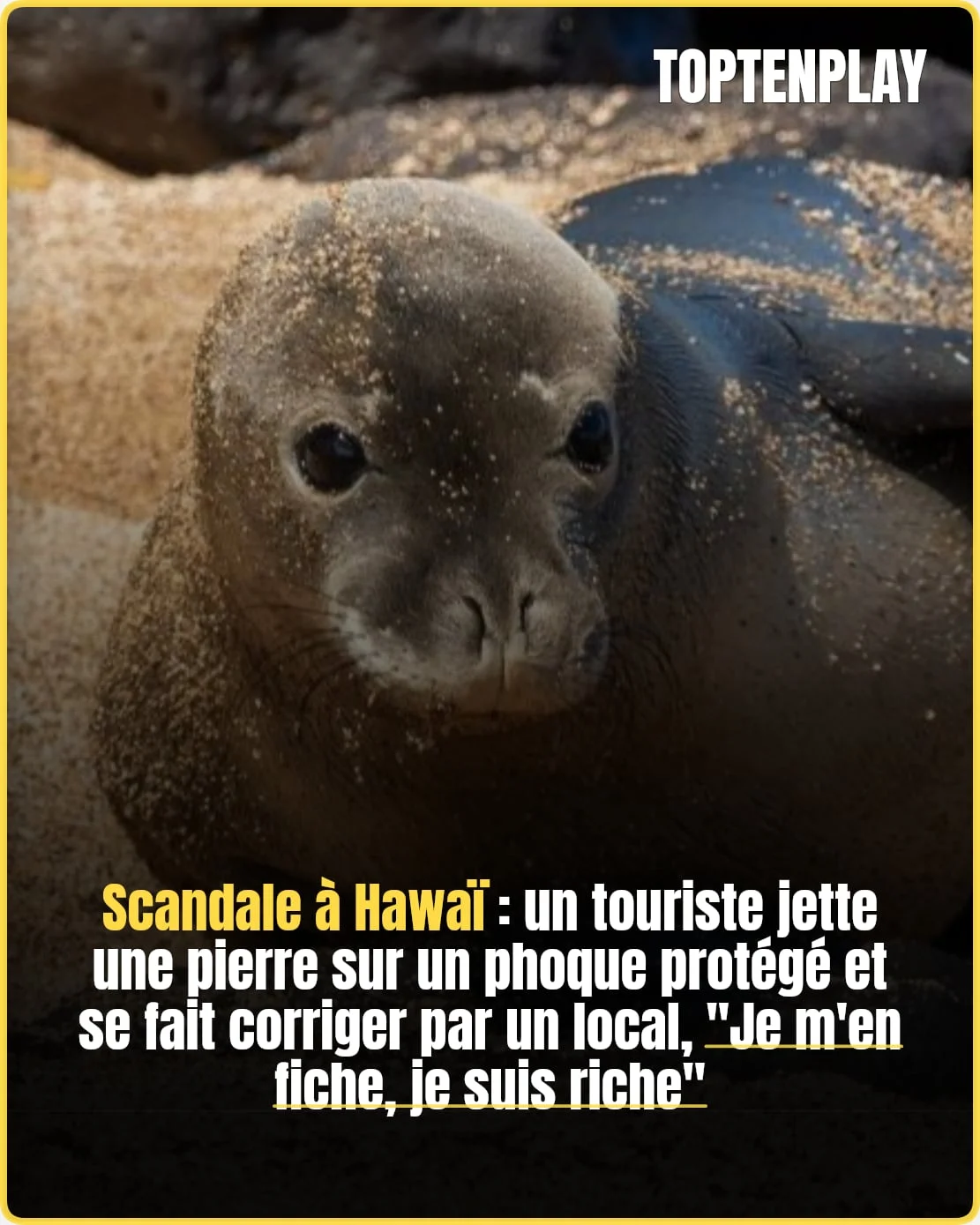 Un homme riche jette une pierre sur un phoque : indignation à Hawaï.