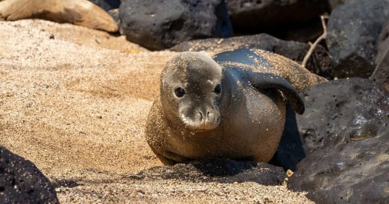 Hawaï : un touriste poursuivi pour avoir visé un phoque protégé