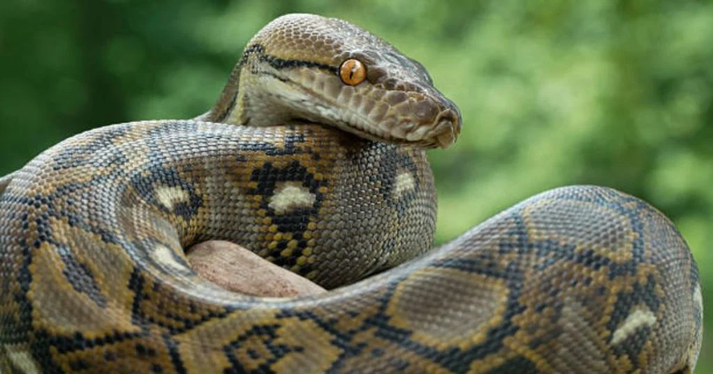 indonesie-une-femme-tuee-par-un-python-de-7-metres cover