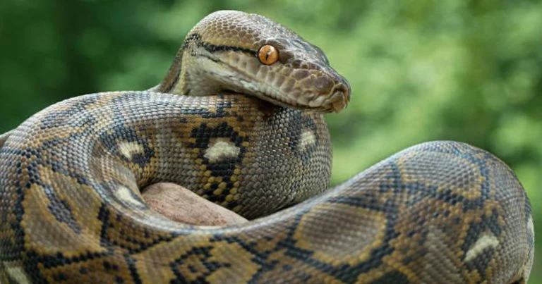 indonesie-une-femme-tuee-par-un-python-de-7-metres cover