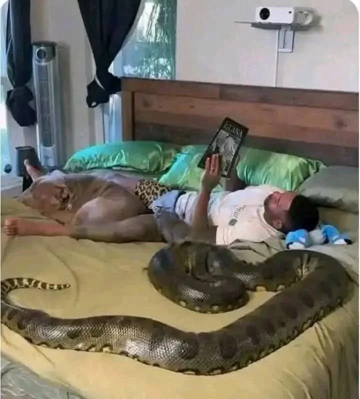Il avait un serpent de compagnie, mais n'aurait jamais imaginé qu'il...Voir plus