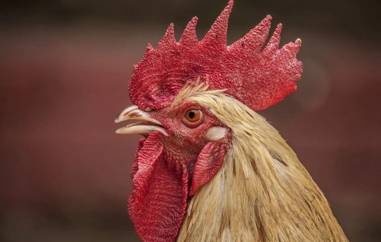 Kiki le coq chante dès 4h du matin : ses voisins perdent en appel à Dijon