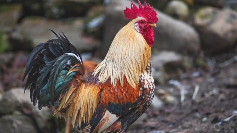 Kiki le coq d'Autun victorieux en appel : le voisin condamné à payer 1 100 €