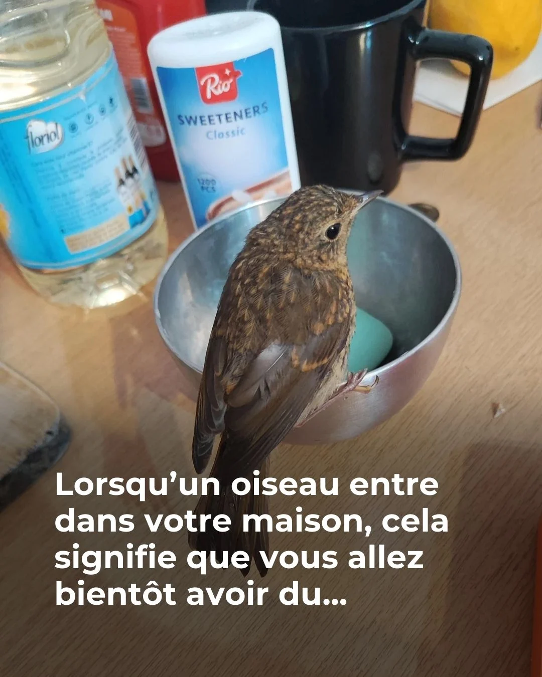 Si un oiseau entre dans votre maison, attention à ce qui arrive...😲 🐦👇Voir plus