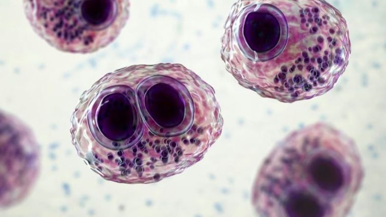 Le cytomégalovirus, nouvelle cible dans la lutte contre le glioblastome