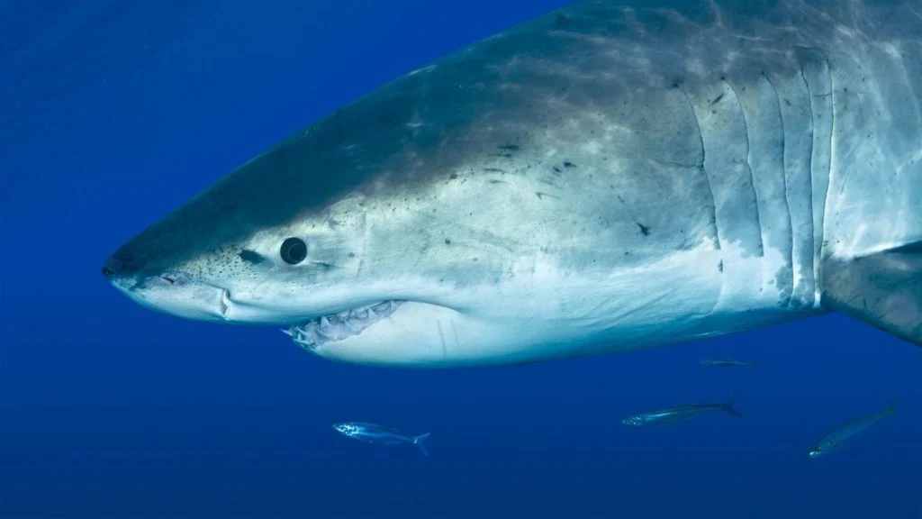 requin-mortel-a-rottnest-ce-que-l-on-sai-7564872645-g6c1di-og Requin mortel à Rottnest : ce que l’on sait du drame