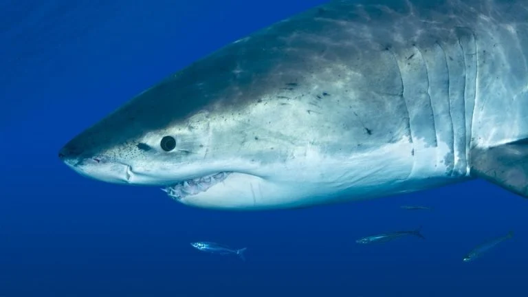 Requin mortel à Rottnest : ce que l’on sait du drame