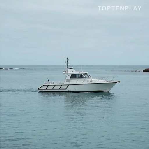 Un requin blanc signalé et une zone placée sous vigilance