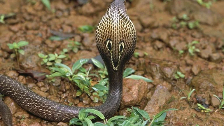 Un cobra à lunettes en liberté près de Toulouse : "Que personne ne joue les héros"