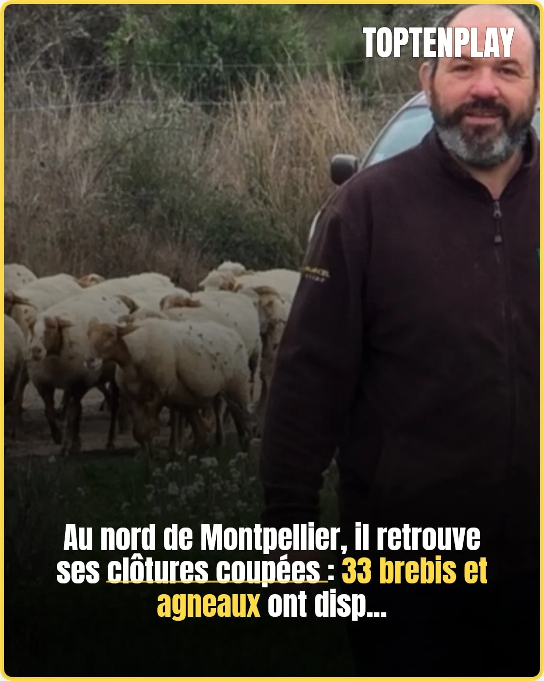 Vol de brebis près de Montpellier : un éleveur lance l’alerte