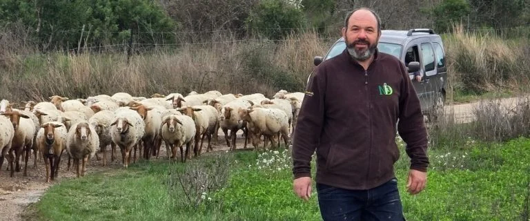 Vol de brebis près de Montpellier : un éleveur lance l’alerte