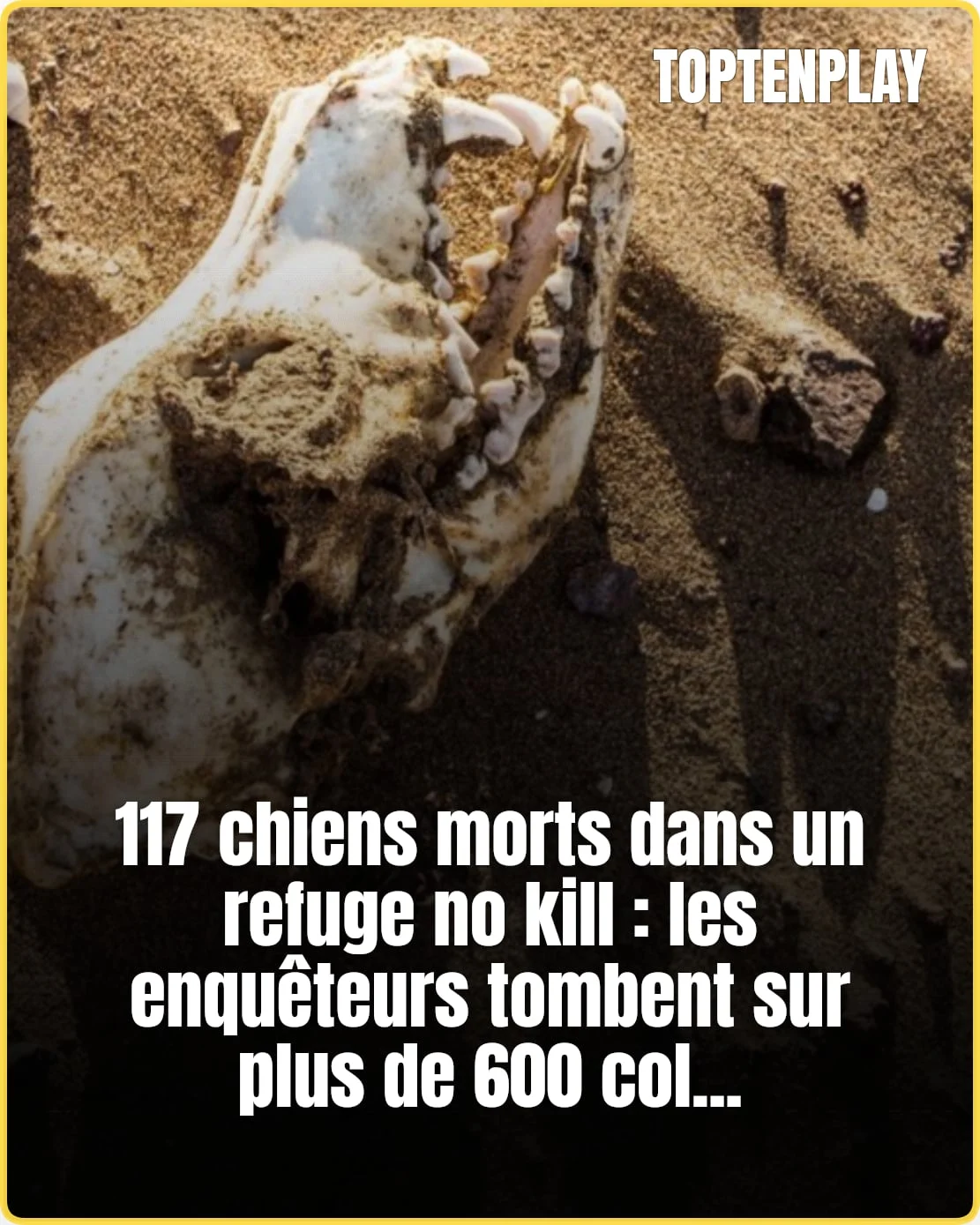 117 chiens morts, 600 colliers : un refuge “no kill” sous enquête