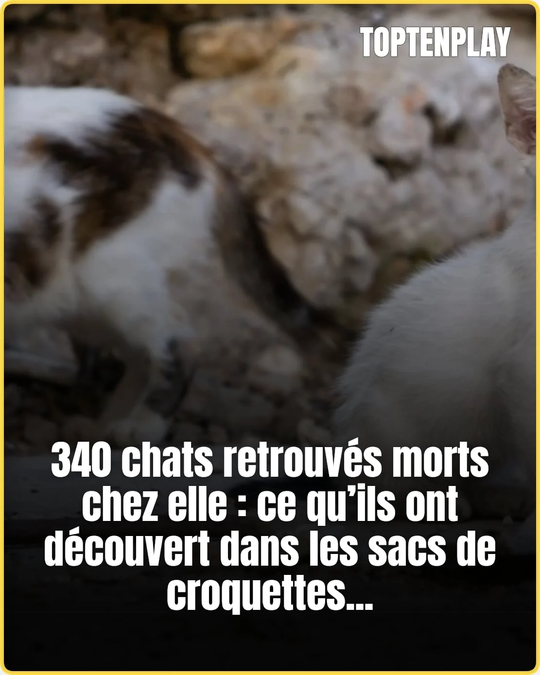 340 cadavres de chats découverts dans un logement