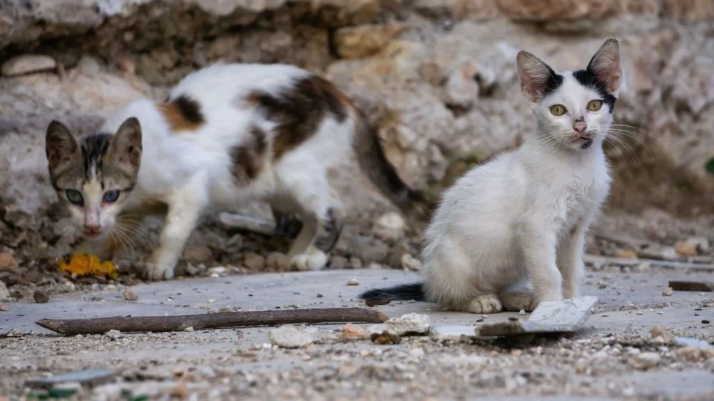 340-cadavres-de-chats-decouverts-dans-un-9245585810-g6c1di-og 340 cadavres de chats découverts dans un logement