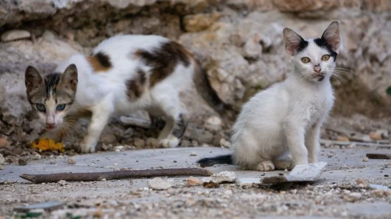 340 cadavres de chats découverts dans un logement