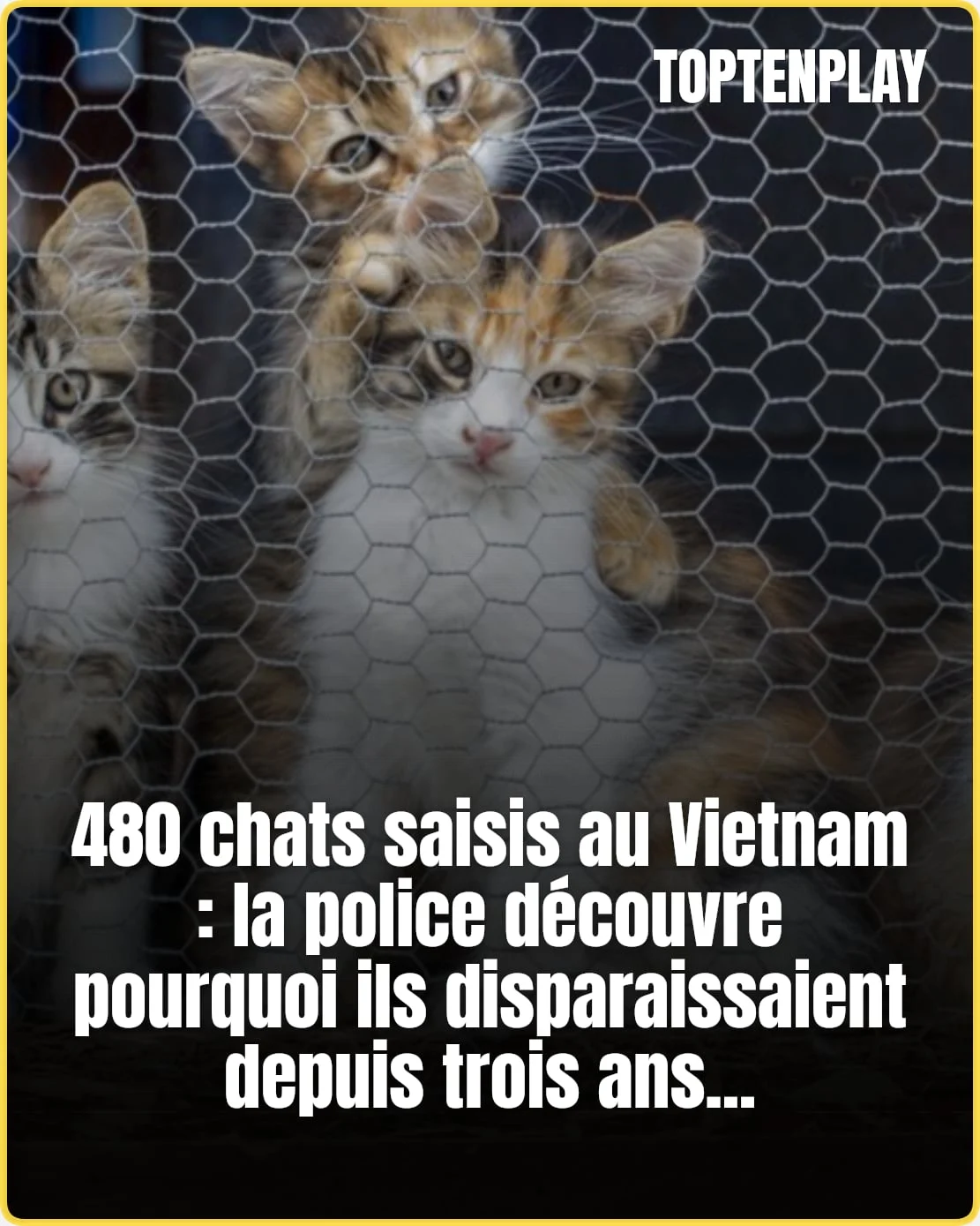 480 chats saisis au Vietnam après trois ans de vols