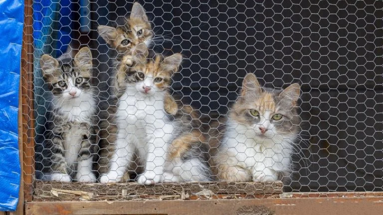 480 chats saisis au Vietnam après trois ans de vols