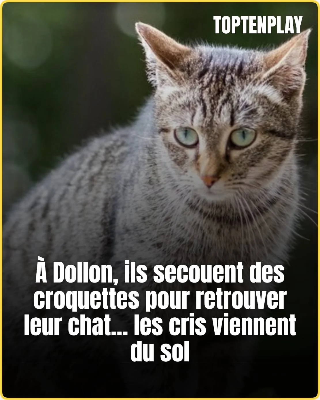 À Dollon, un chat retrouvé vivant dans une cage enterrée