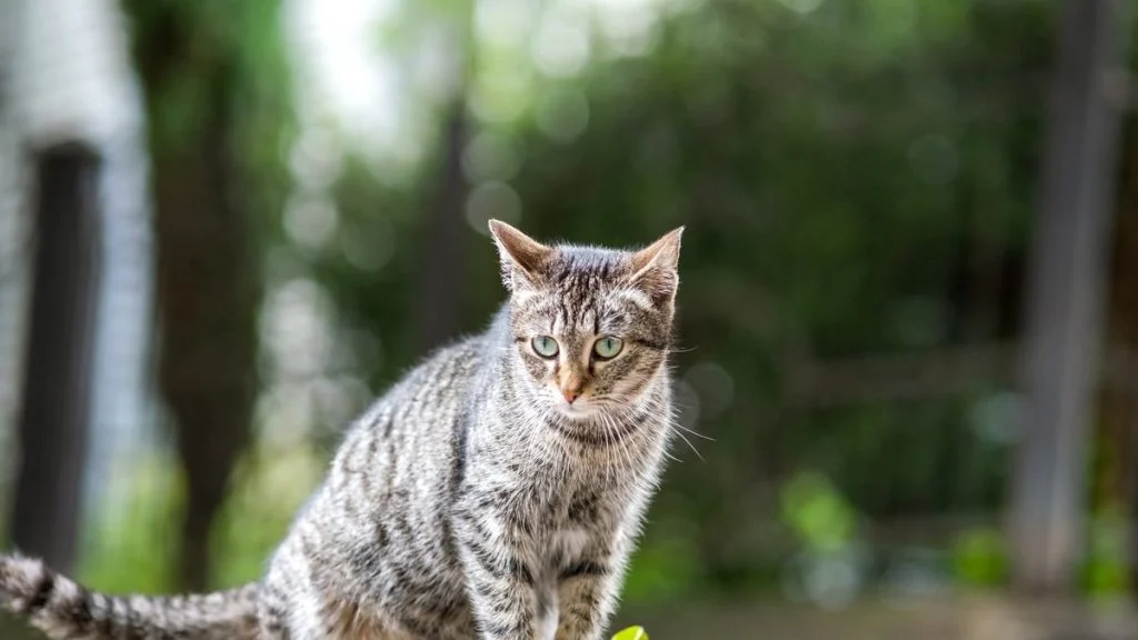 a-dollon-un-chat-retrouve-vivant-dans-un-2548899813-g6c1di-og À Dollon, un chat retrouvé vivant dans une cage enterrée