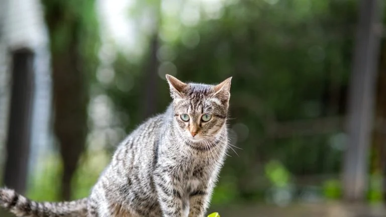 À Dollon, un chat retrouvé vivant dans une cage enterrée