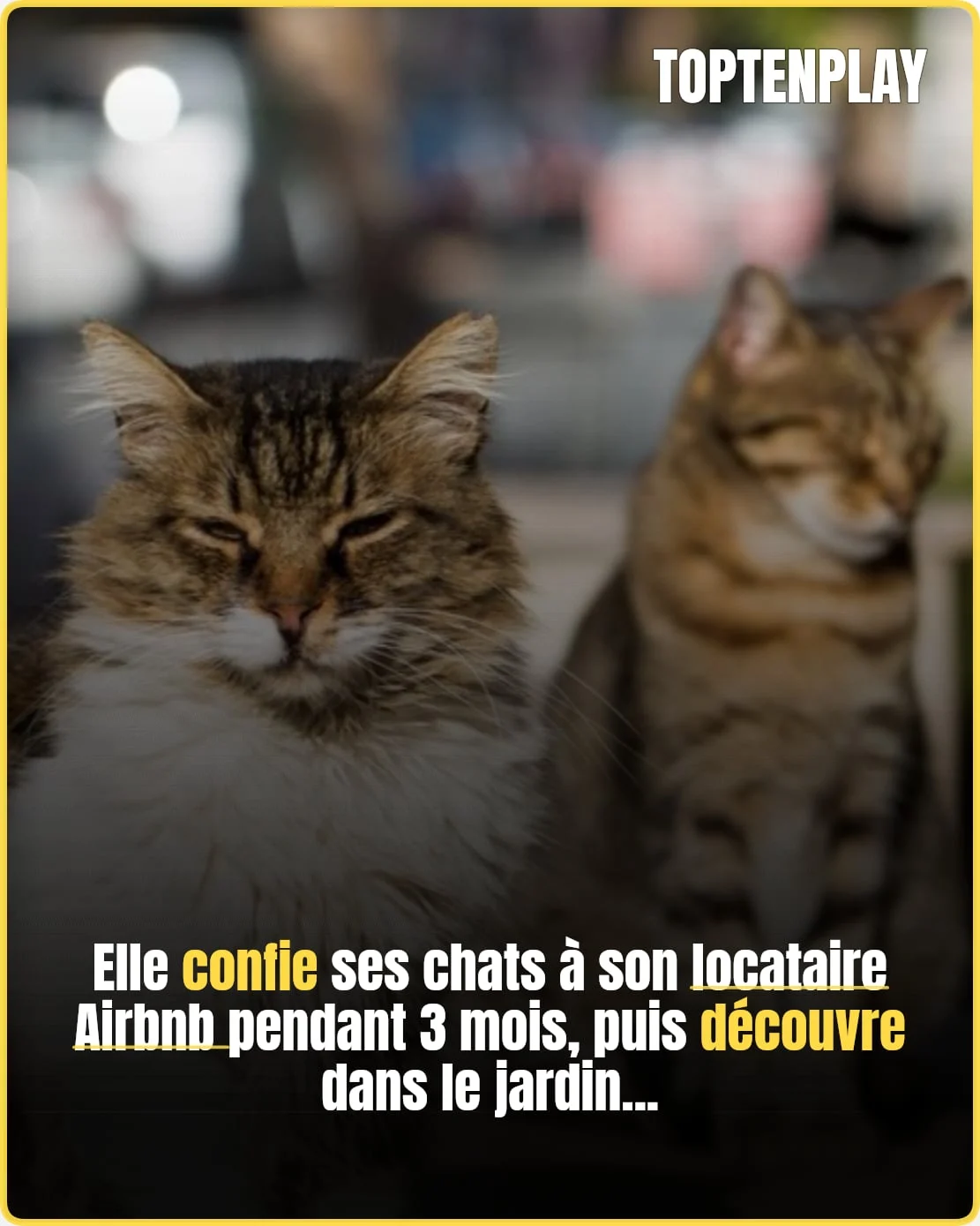 Airbnb à Carqueiranne : logement saccagé et chats tués