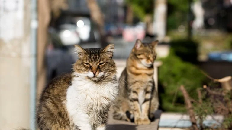 Airbnb à Carqueiranne : logement saccagé et chats tués