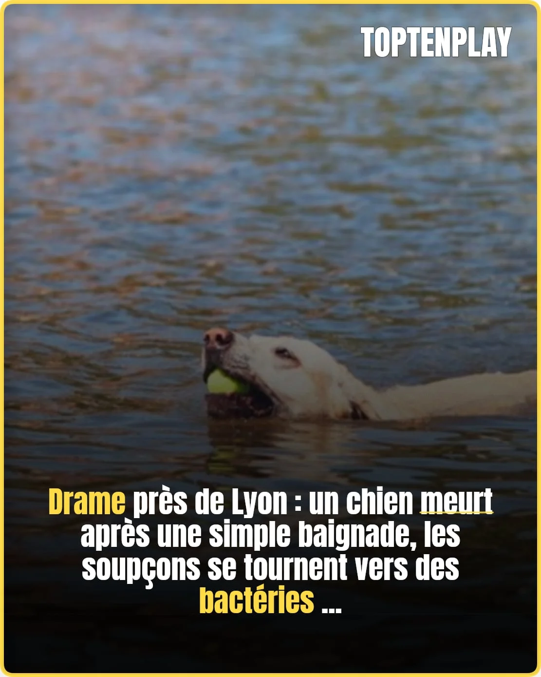 Cyanobactéries : alerte après la mort d’un chien près de Lyon