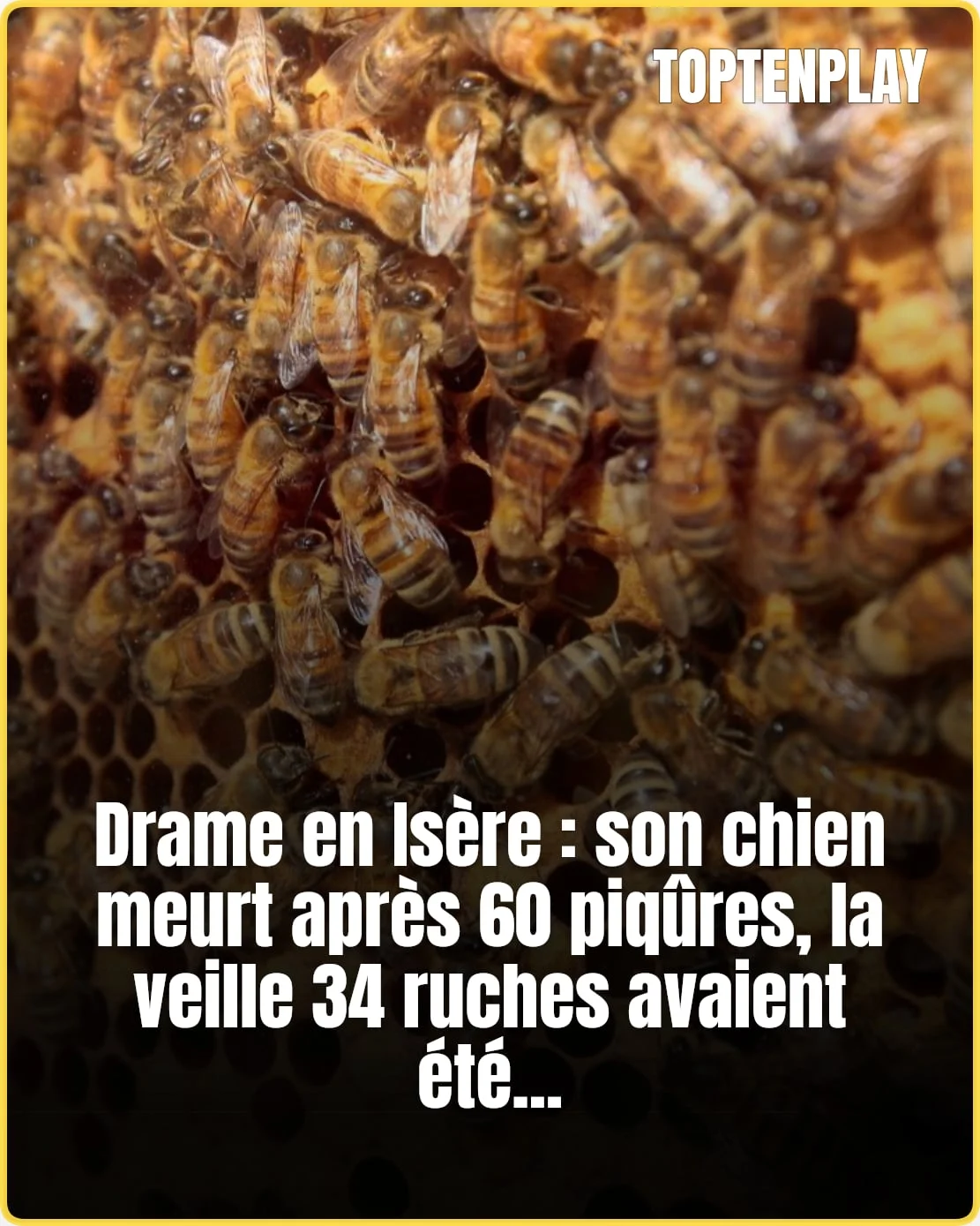 En Isère, 34 ruches installées puis son chien meurt piqué