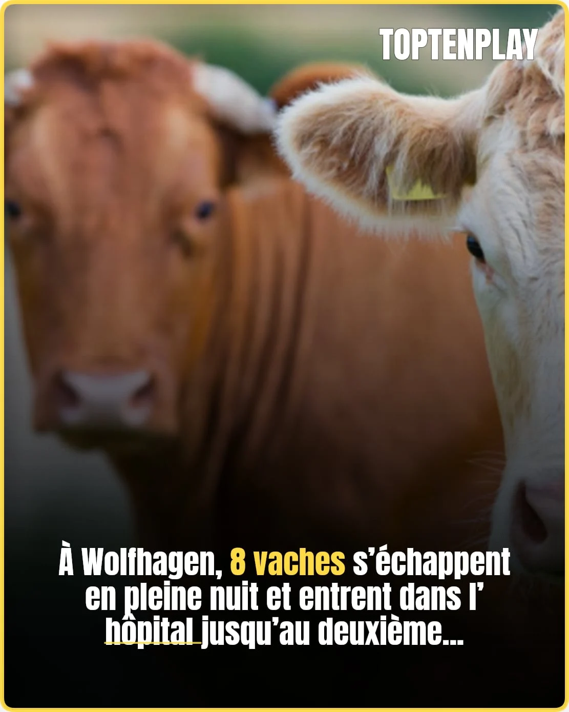 Huit vaches en fuite dans les couloirs d’un hôpital allemand