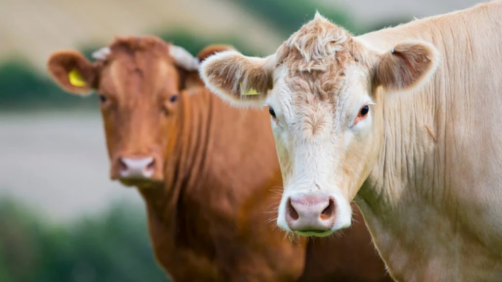 huit-vaches-en-fuite-dans-les-couloirs-d-9342770467-g6c1di-og Huit vaches en fuite dans les couloirs d’un hôpital allemand