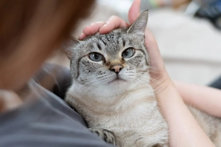 pourquoi-votre-chat-vous-suit-partout-les-vraies-r cover