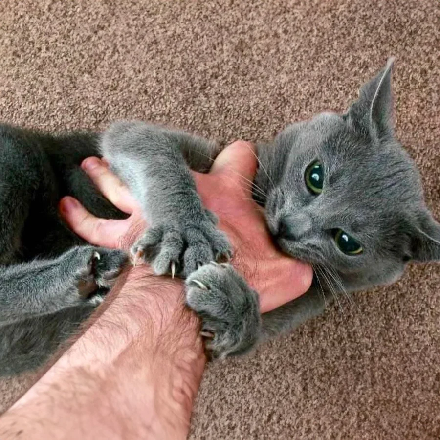 Pourquoi votre chat vous suit partout : les vraies raisons
