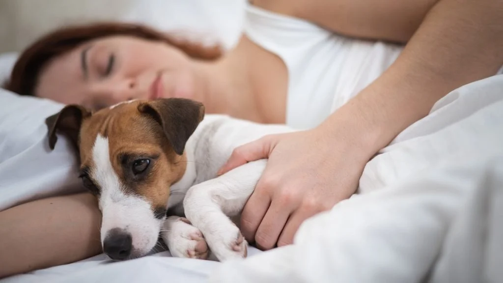 pourquoi-votre-chien-veut-absolument-dormir-avec-v-cover pourquoi-votre-chien-veut-absolument-dormir-avec-v cover
