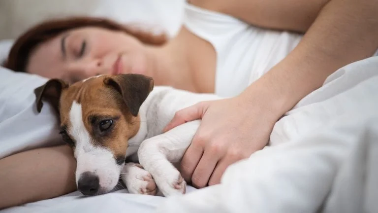 pourquoi-votre-chien-veut-absolument-dormir-avec-v cover