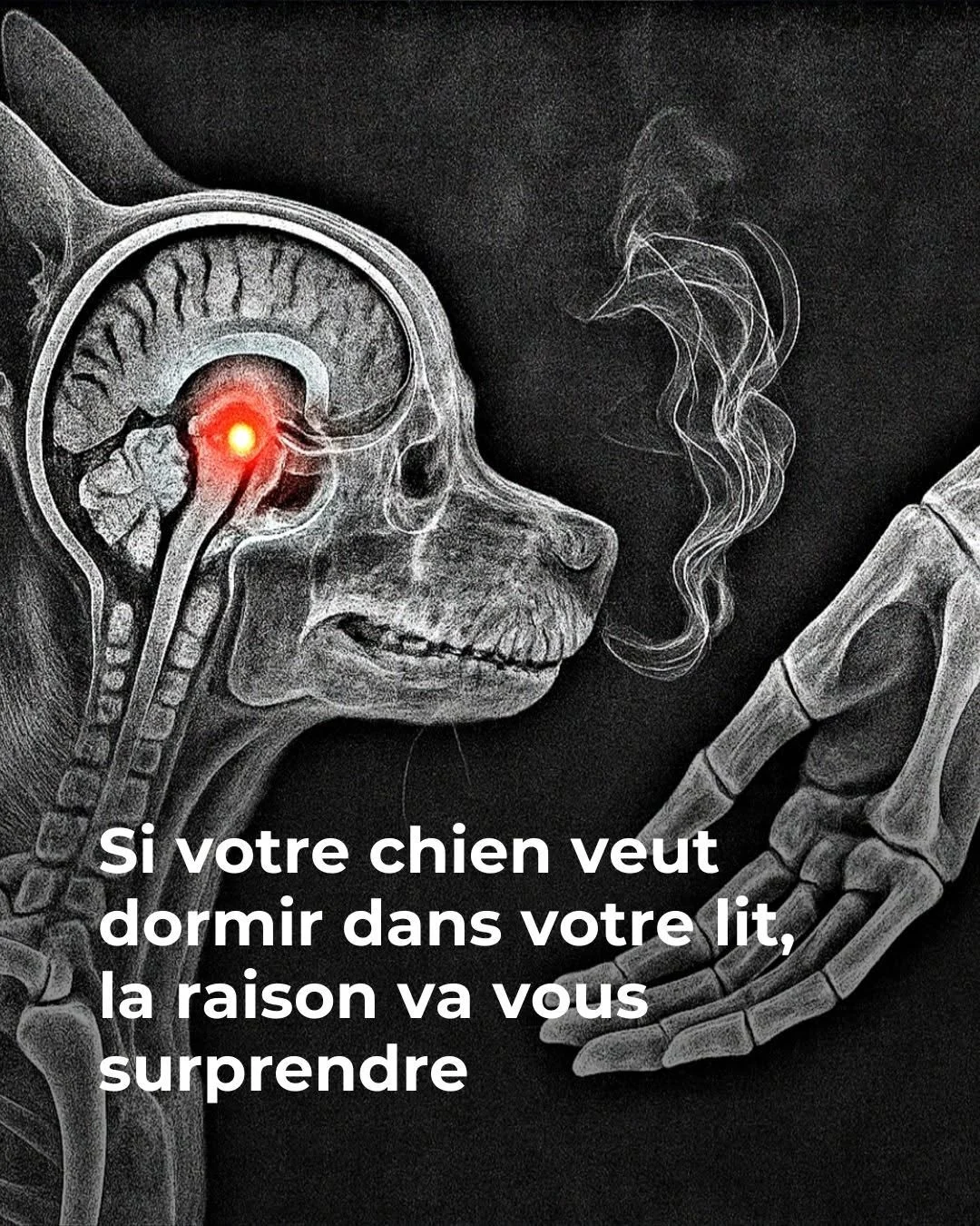 Pourquoi votre chien veut absolument dormir avec vous la nuit
