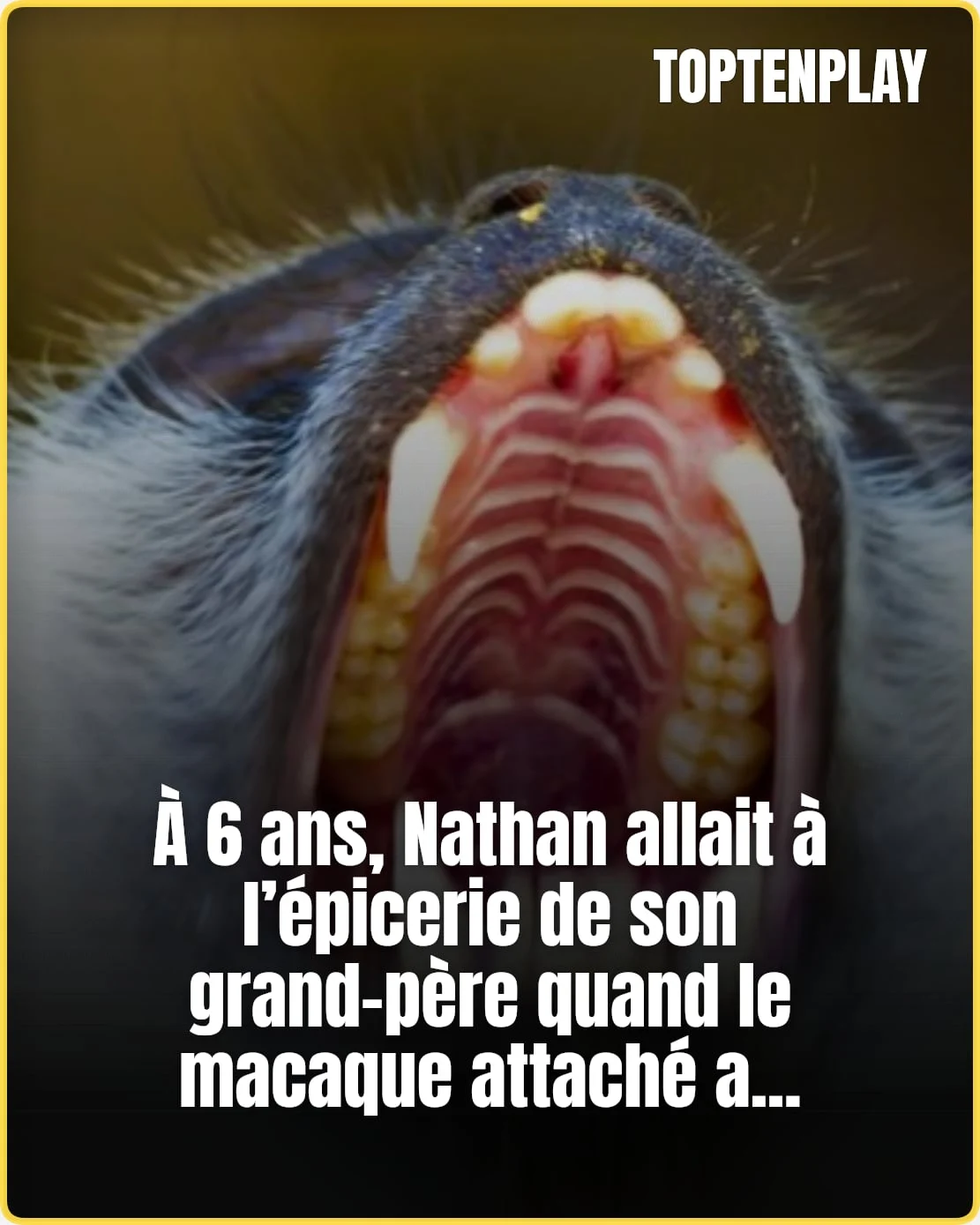 Thaïlande : tué par un macaque, le singe avait déjà attaqué