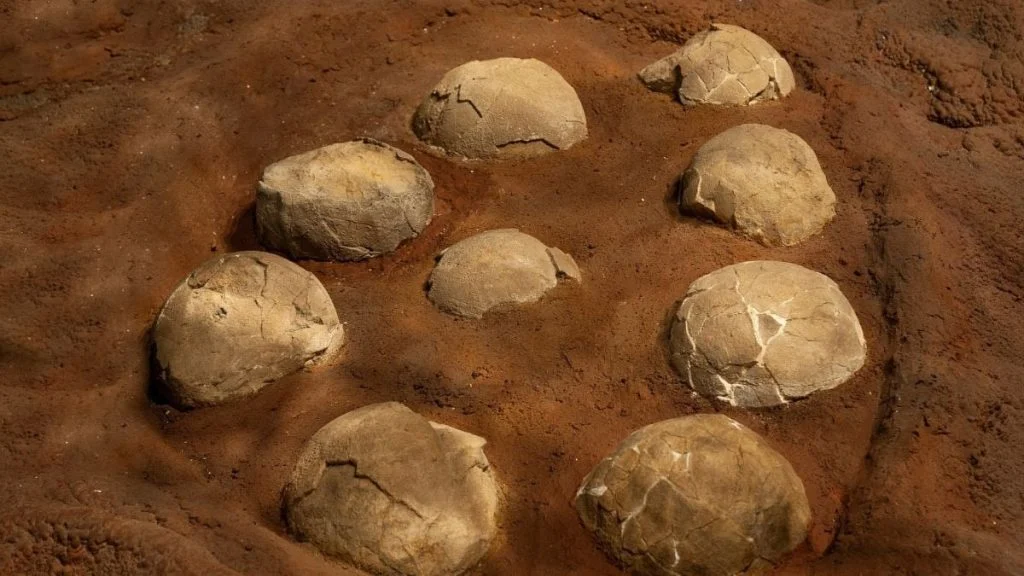 ufs-de-dinosaures-le-vrai-du-spectaculai-1340629426-g6c1di-og Œufs de dinosaures : le vrai du spectaculaire gisement français