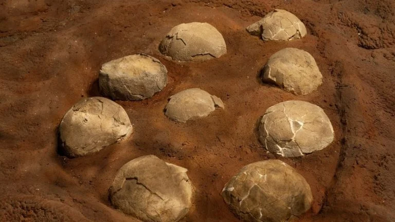 Œufs de dinosaures : le vrai du spectaculaire gisement français