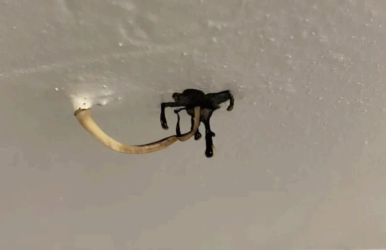 un-champignon-pousse-dans-son-plafond-ce-que-ca-re cover